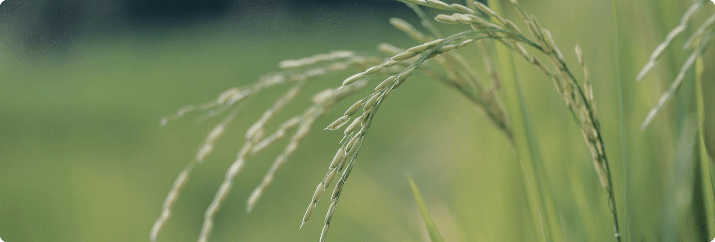 Rice field